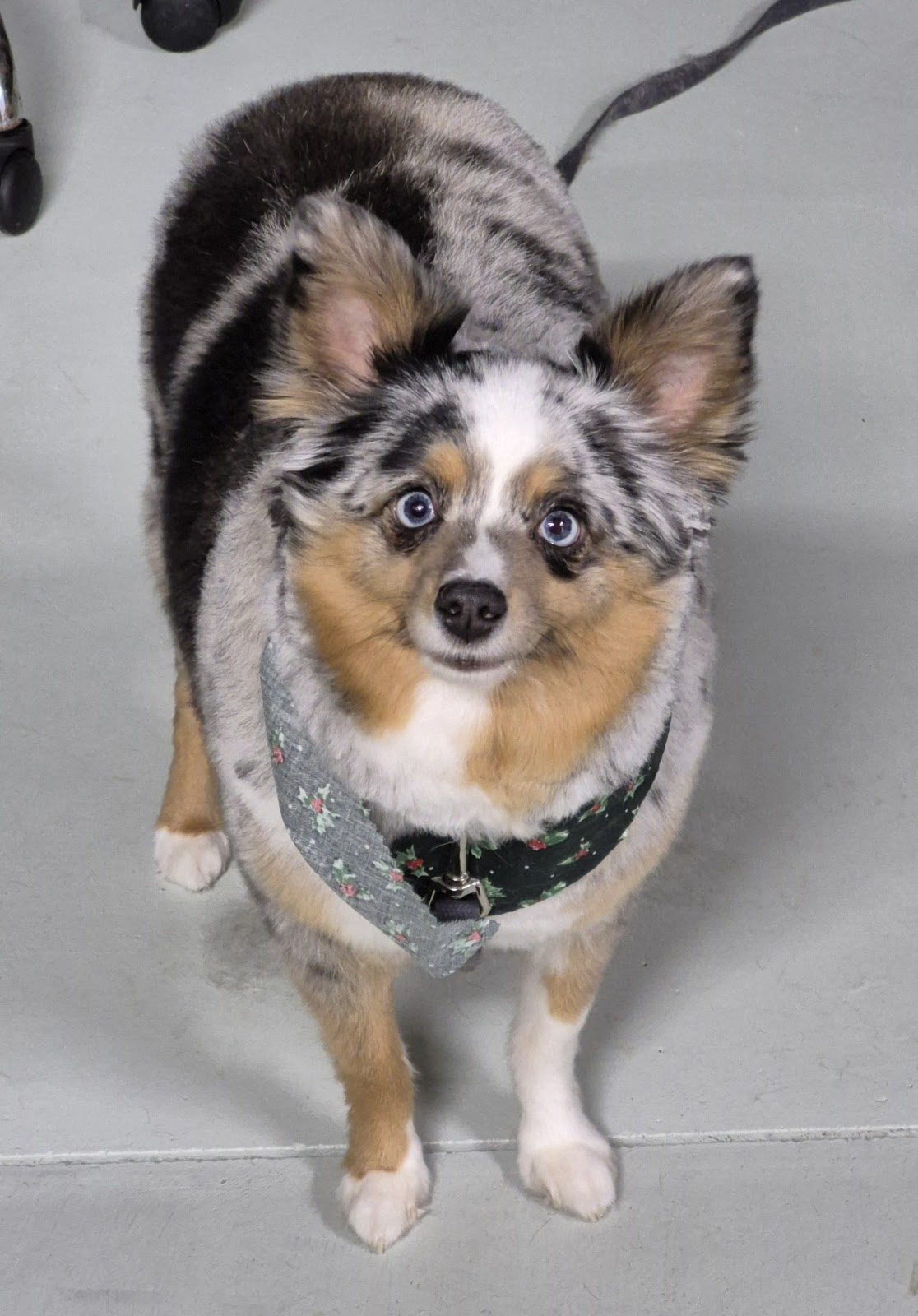 Freshly groomed dog from the Brownsburg, IN area at One-on-One Dog Grooming