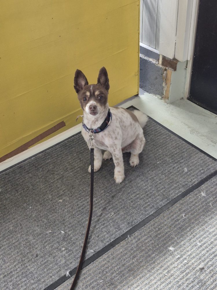 chihuahua mix fresh groom shop entry
