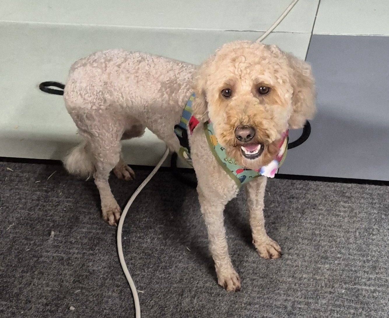 Freshly groomed dog at One-on-One Dog Grooming