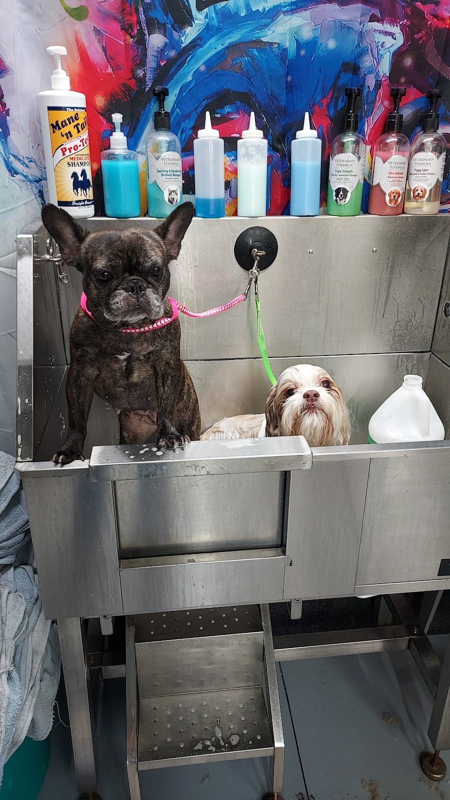 frenchie shih tzu bath tub