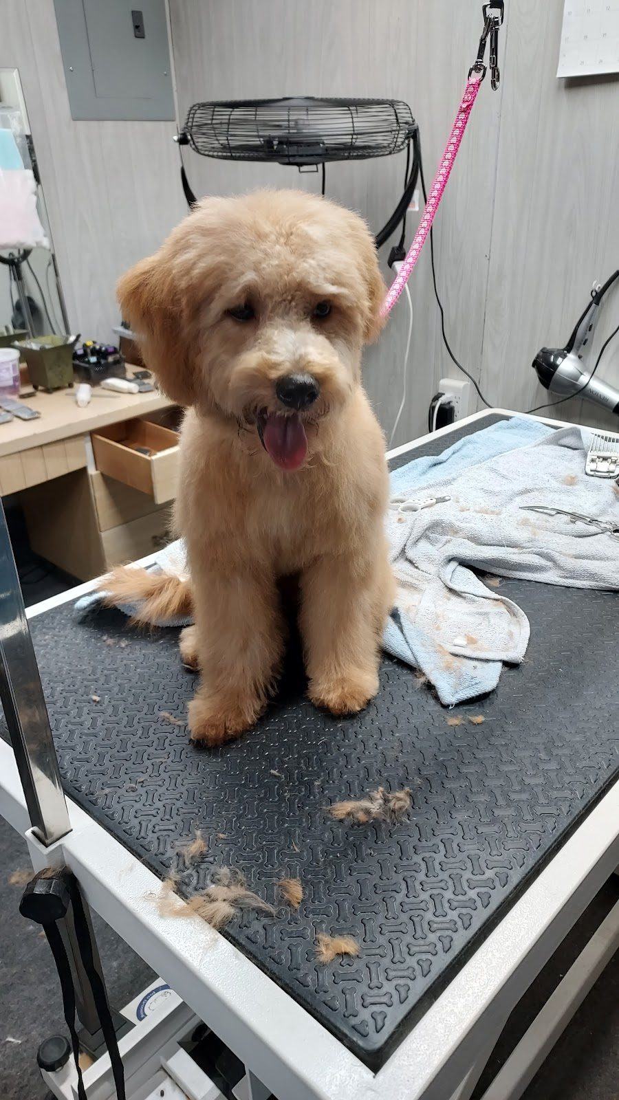 goldendoodle puppy pink lead table
