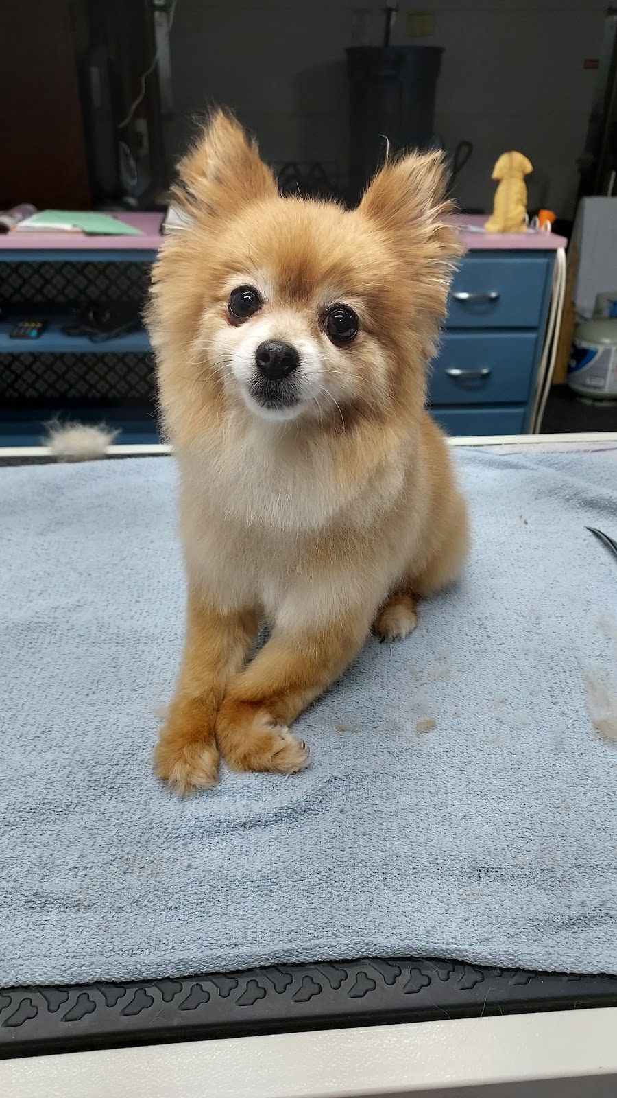 Freshly groomed dog from the Jamestown, IN area at One-on-One Dog Grooming