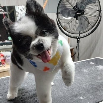 pomeranian mix bandana smiling