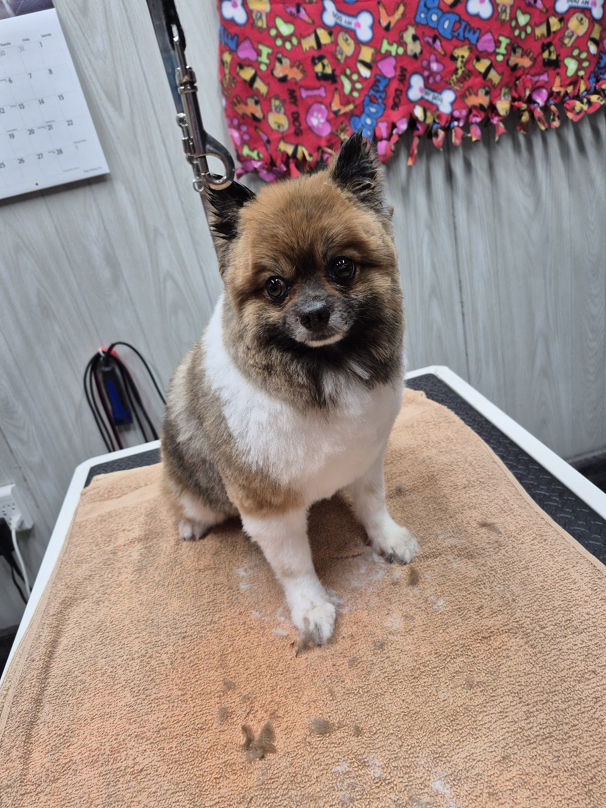 sable pomeranian after groom table