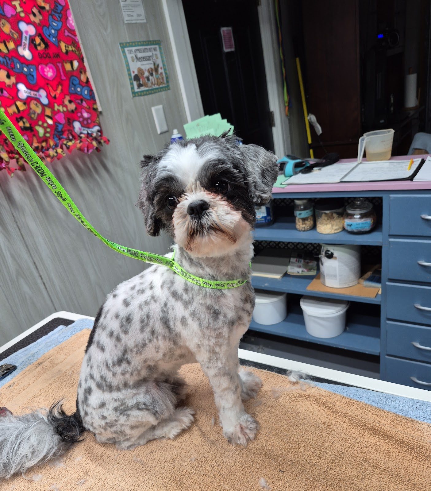 spotted shih tzu fresh groom table