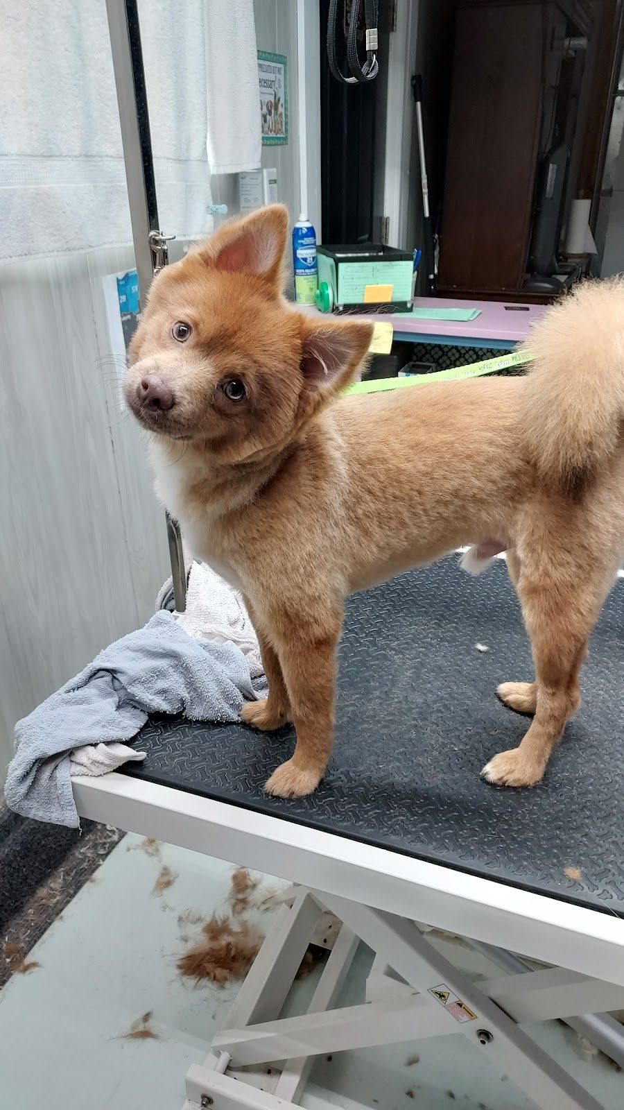 Freshly groomed dog from the Advance, IN area at One-on-One Dog Grooming