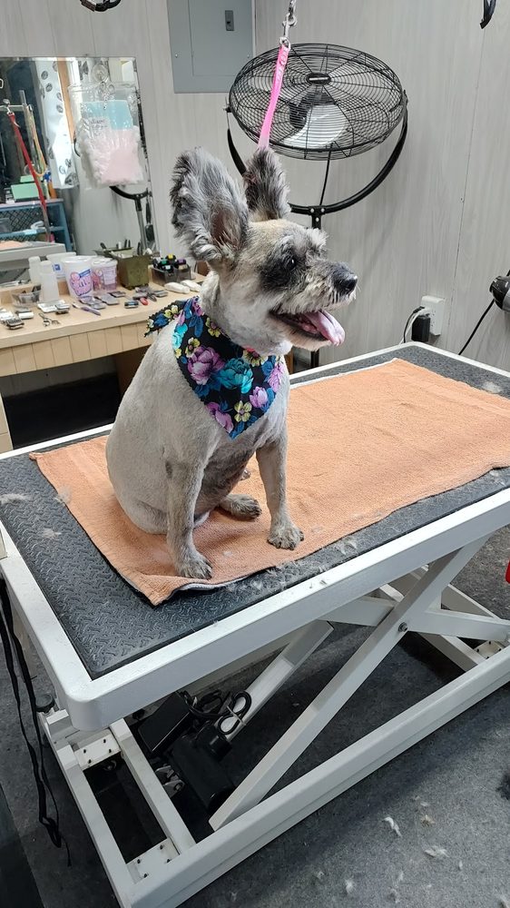 Freshly groomed dog at One-on-One Dog Grooming