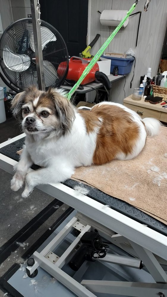 Undercoat Blow Outs at One-on-One Dog Grooming