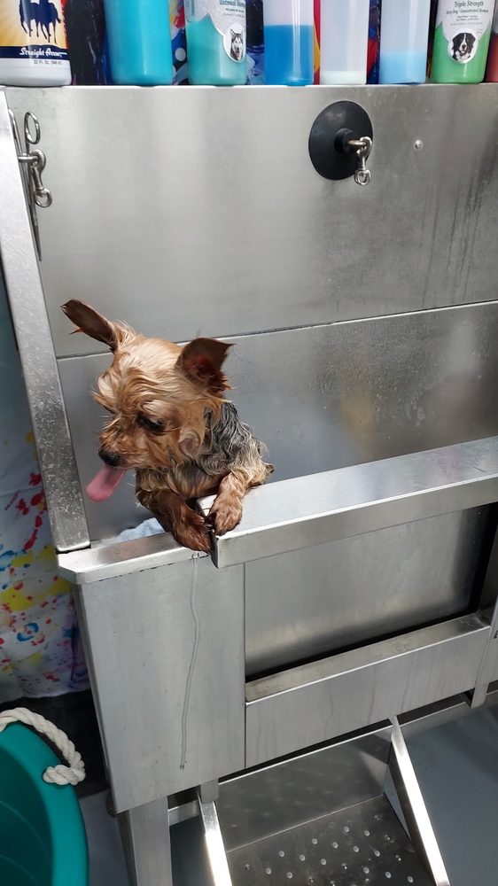 Bath Clean Ups at One-on-One Dog Grooming